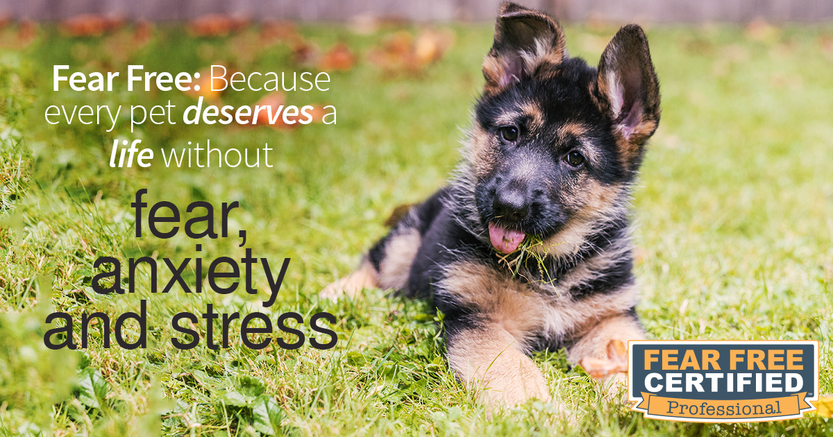 Fear Free at Johnson & Johnson Mobile Vet Clinic