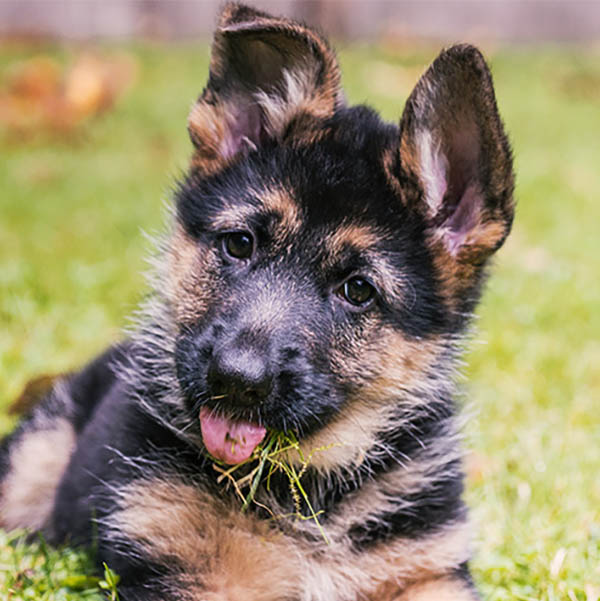 Fear Free at Johnson and Johnson Mobile Vet Clinic