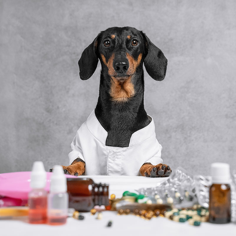 Pharmacy from Johnson and Johnson Mobile Vet Clinic