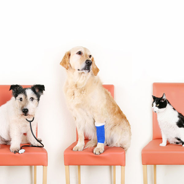 Services from Johnson and Johnson Mobile Vet Clinic